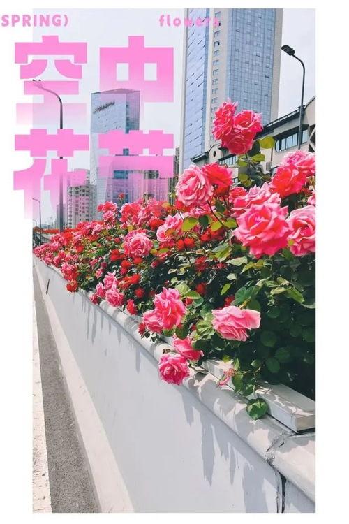 摘花一视频,捕捉自然之美