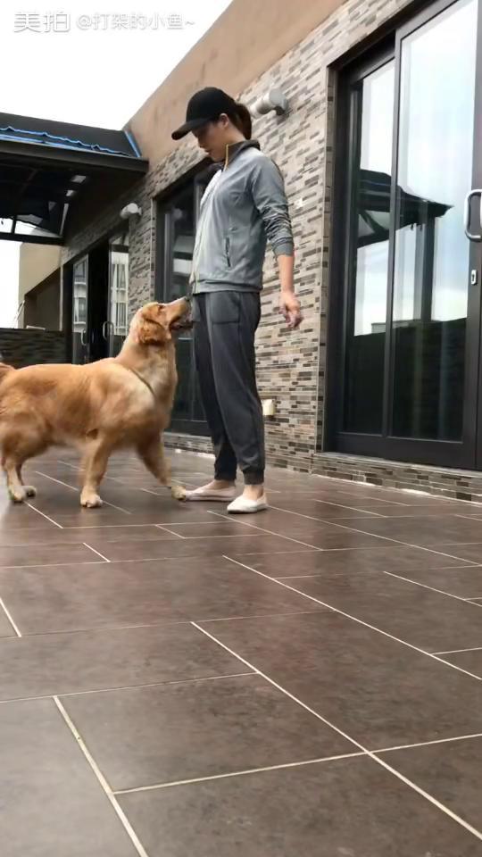 如何训练狗狗视频,从入门到精通的实用教程