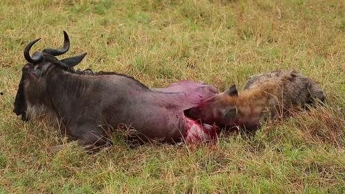 动物世界掏肛视频,揭秘掏肛行为背后的生存智慧